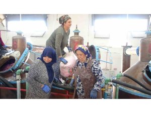 Isparta’nın pembe hazinesi: 4 ton gülden elde edilen yağın kilosu 12 bin avroya alıcı buluyor