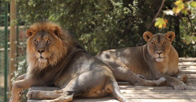 Hayvanat Bahçesi’nde hedef bir milyon ziyaretçi