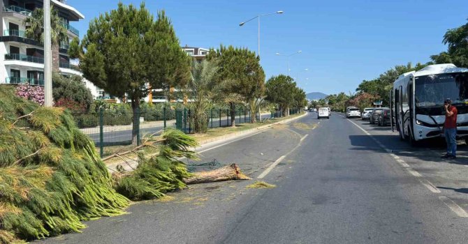 Alanya’da alkollü sürücünün kullandığı midibüs refüjü aşıp karşı şeride geçti