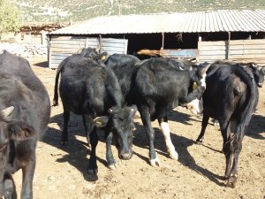 Hollanda ineğinden vazgeçtik