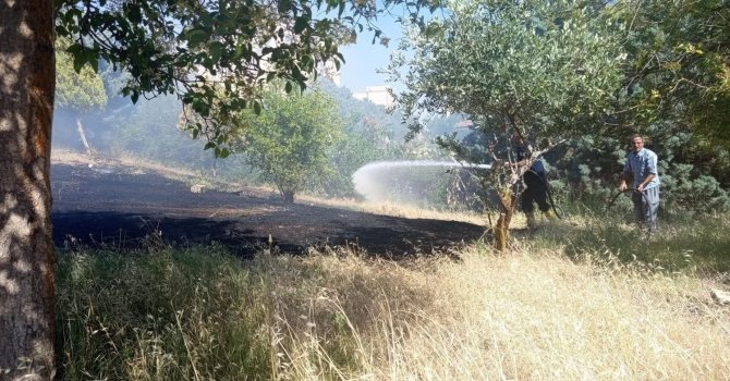 Reyhanlı’da zeytinlik yangını