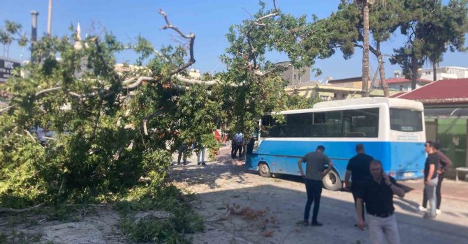 Osmaniye’de çınar ağacı, halk otobüsünün üzerine düştü: Saniyelerle kurtuldu