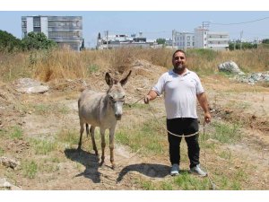 Adanalılar eşeklerin sahibini arıyor