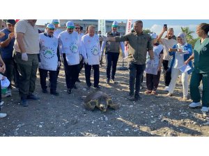 Tedavisi tamamlanan 3 deniz kaplumbağası yeniden denizle buluştu