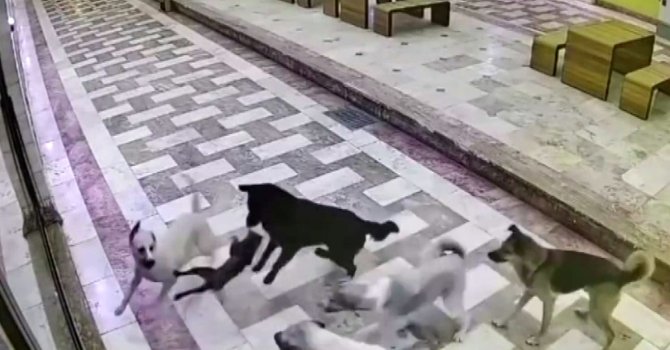 Kedinin tek başına 6 köpekle mücadele ettiği anlar kameraya yansıdı