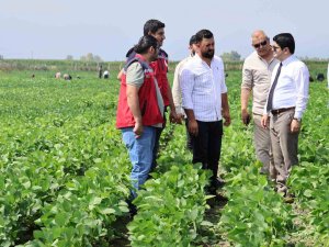 Arsuz’da soya ekimi yapıldı