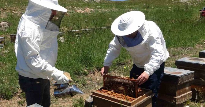 Toroslarda bahar: 2 bin 400 rakıma taşınan arılar mesaiye başladı