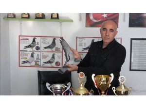 Ermenistan sınırından bırakılan güvercin bin kilometre yolu bir günde katederek evine döndü