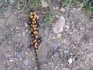 Kahramanmaraş’ta benekli semender görüntülendi