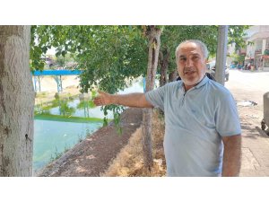 Adana’da sivrisinek istilasına vatandaş tepkisi: "Çocuklarımız yara içinde kaldı"