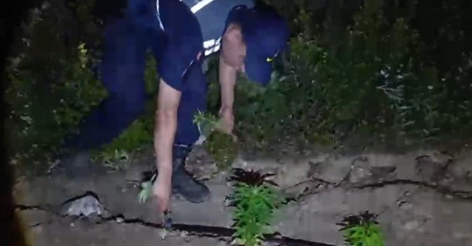 Mersin’de ormanlık alana ekilen bin 500 kök kenevir ele geçirildi