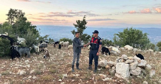 Mersin’de kayıp 40 küçükbaş dronla bulundu