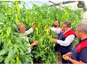 Mersin’de kapya biber üretimi yerinde incelendi
