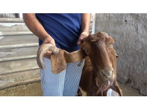 Osmaniye’de kulağından boynuz çıkan keçi ilgi odağı oldu