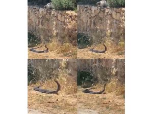 2 metrelik yılanların dansını kedi izledi