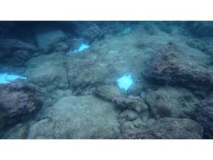 Antalya’da deniz dibinde çok sayıda ölü vatoz görüntülendi