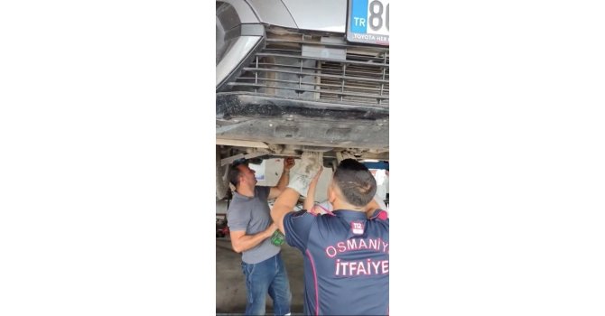 Osmaniye’de otomobilin motoruna sıkışan yavru kedi kurtarıldı