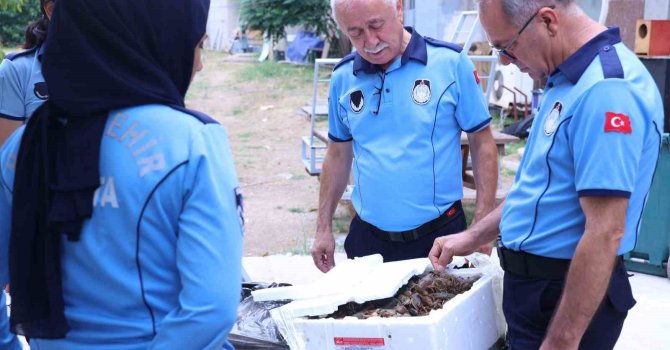 Antalya Otobüs Terminali’nde kerevit operasyonu: 90 kilogram ele geçirildi