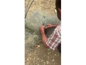 Balık ağında mahsur kılan yılanı elleriyle kurtardı