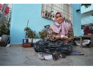 Anneleri telef olan yavru kedileri merhametiyle büyüten kadın, hayvanları biberonla besliyor