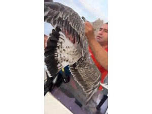Alanya’da ayaklarına misina dolanan martıyı amatör balıkçılar kurtardı