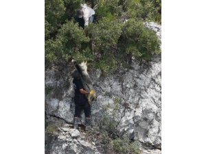 Uçurumda mahsur kalan keçiyi itfaiye kurtardı