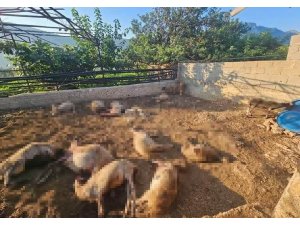 Mersin’de ağıla giren kurtlar 29 koyunu telef etti