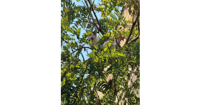 Antalya’da ağaçtan inemeyen kedi vinç yardımıyla kurtarıldı