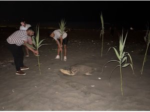 Caretta carettayı yuva yaparken gören gençler, duyarlılık gösterdi önlem aldı
