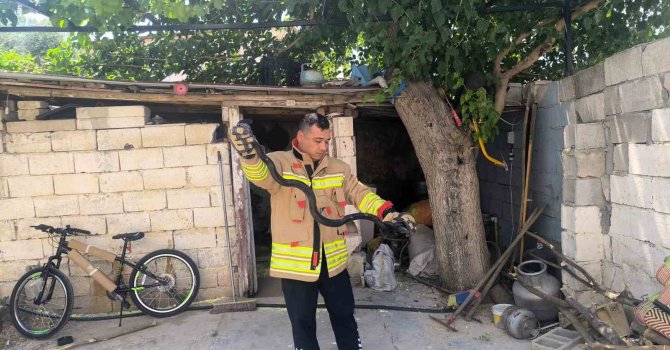 Evin bahçesinde görülen 2 karayılan paniğe neden oldu