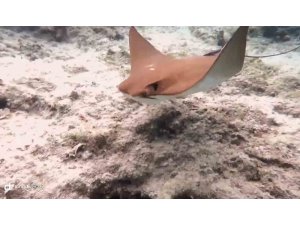 Atlantik kökenli inek burunlu vatoz Akdeniz’de ilk kez görüntülendi