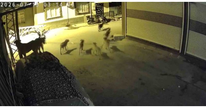 Sürü halindeki köpeklerden korkan kedi, pencere demirine tırmandı
