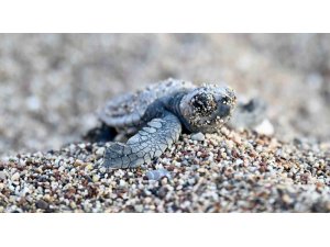 Antalya’da caretta caretta yavruları denizle buluştu