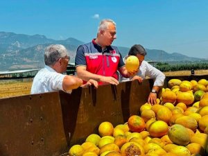 Tescilli Kırıkhan kavununda hasat devam ediyor