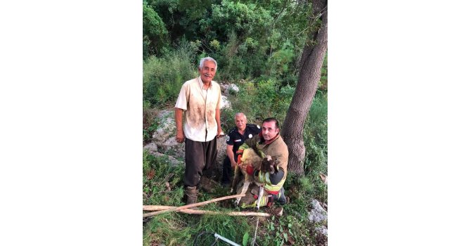 İskenderun’da dereye düşen koyun itfaiye ekiplerince kurtarıldı