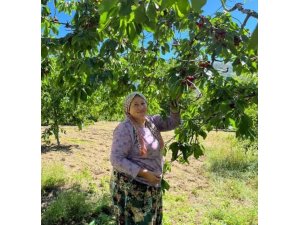 Andırın’da Çığşar kirazında hasat başladı