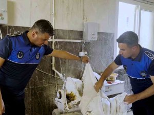 Tarsus’ta fırın denetimlerinde haşereli hamur tespit edildi