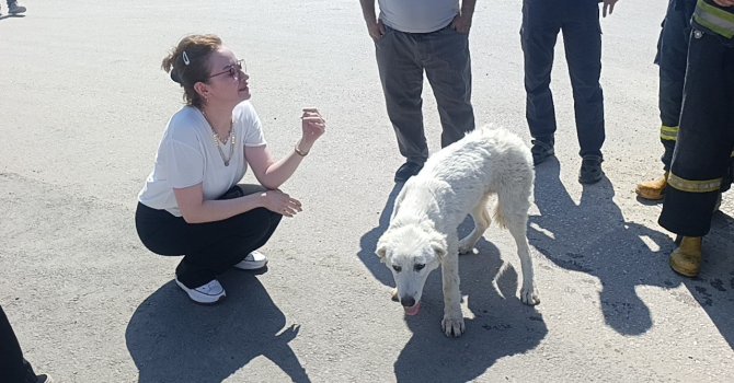 Mahsur kalan köpeğin sesini sadece o duydu, kurtarıldığında gözyaşlarına boğuldu