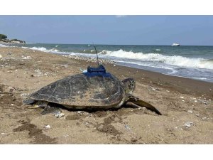 Mersin’de uydu takip cihazı takılan 2 kaplumbağa tekrar denizle buluştu