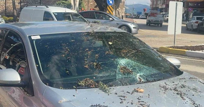 Fırtınada kökünden sökülen ağaç otomobilin üzerine devrildi