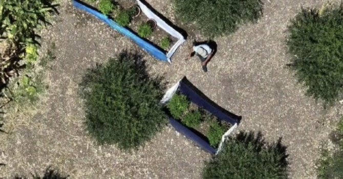 Osmaniye’de 31 kilo esrar ve 527 kök kenevir ele geçirildi