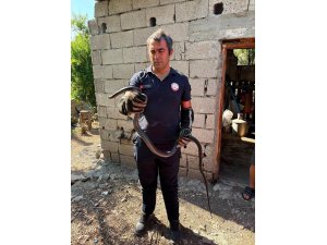 Hatay’da yerleşim alanlarına giren yılanlar yakalandı
