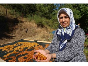 Satılamayan kirazlar kurutularak kışlık çereze dönüştürülüyor