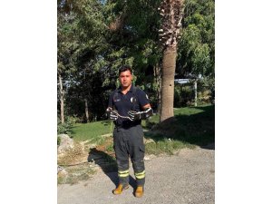 Hatay’da yerleşim alanlarına giren yılanları itfaiye yakaladı