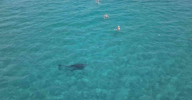 Alanya’da kıyıya yaklaşan yunus turistlerle yüzdü