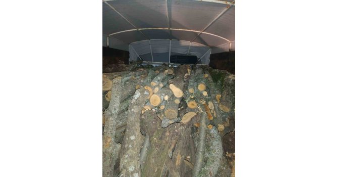 Andırın’da kaçak kesilen ağaçlara el konuldu
