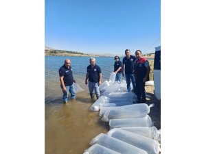 Burdur’da göl ve göletler yavru sazanlarla buluştu