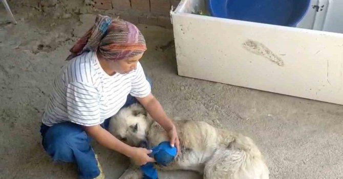 Çoban köpeğini tüfekle vurup sakat bıraktılar