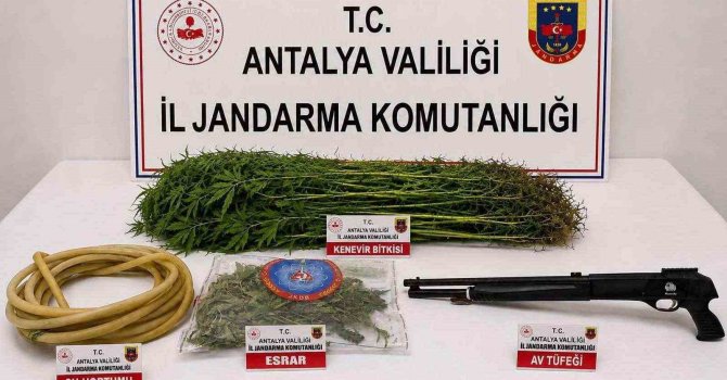 Alanya’da 120 kök kenevir ele geçirildi