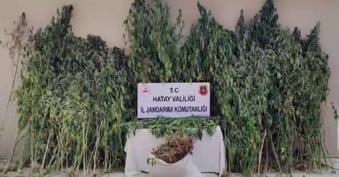 Orman içine ekilen kenevir tarlasını jandarma tespit etti